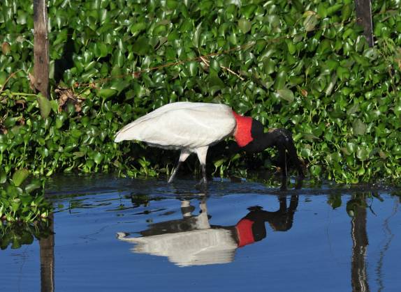 Tuiuius sãos comuns ao longo da Transpantaneira, entre Poconé e Porto Jofre, no Mato Grosso